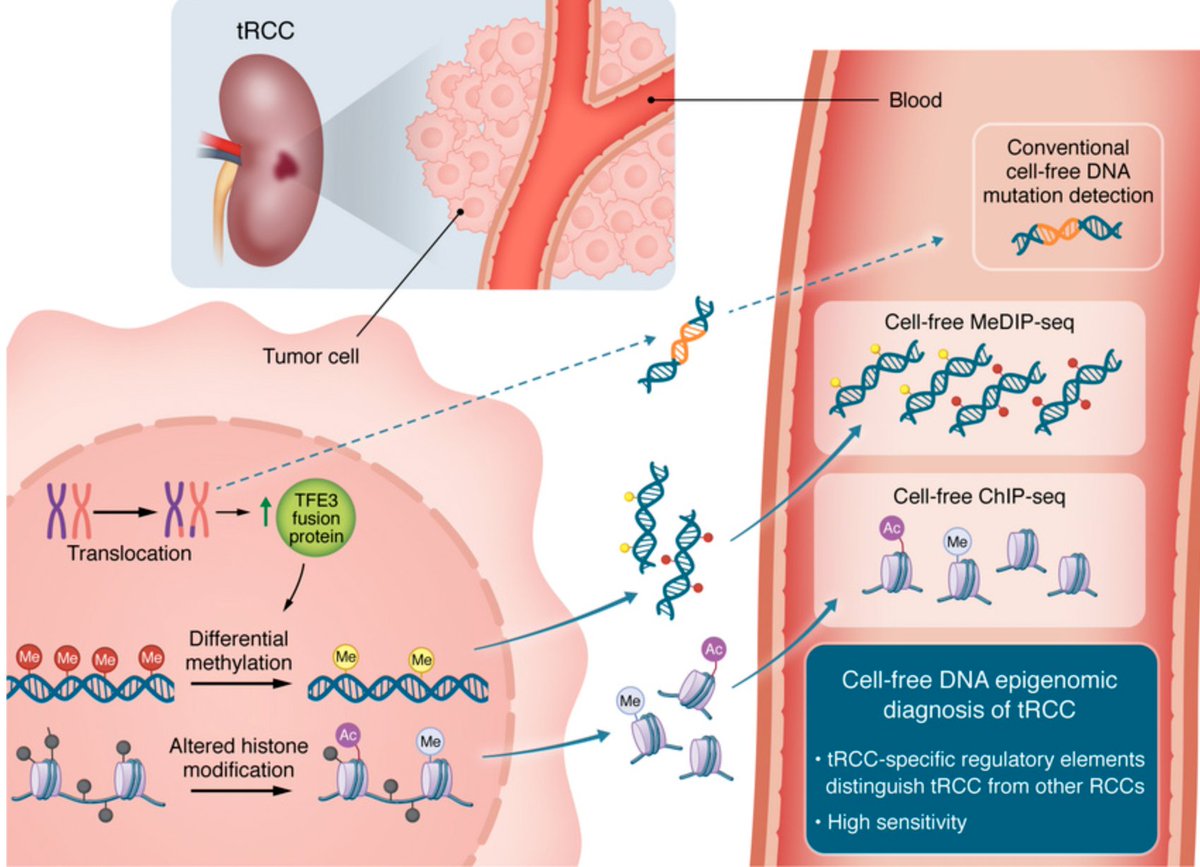 Sylvan Baca MD PhD (Hiring!) tweet media