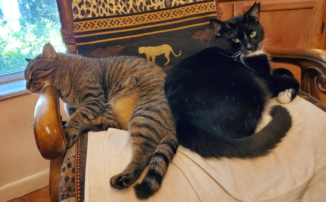 MaggieMillus's tweet photo. Tiger and Sylvester – on a cold Florida morning. https://t.co/BkjEsPjFYp