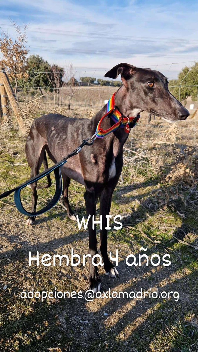 AXLAMADRID's tweet photo. ¿Qué han visto en el pasado? Dolor, abandono, crueldad... o quizá sólo la imagen del ser despreciable que les tenía, aunque para ellos fuera el ser más amado que tenían.

Son nobles y bondadosos, y adoran la mano del ser humano, aunque muchas veces no sea lo que merecen.

🧵⬇️ https://t.co/ld5kpxS9UU