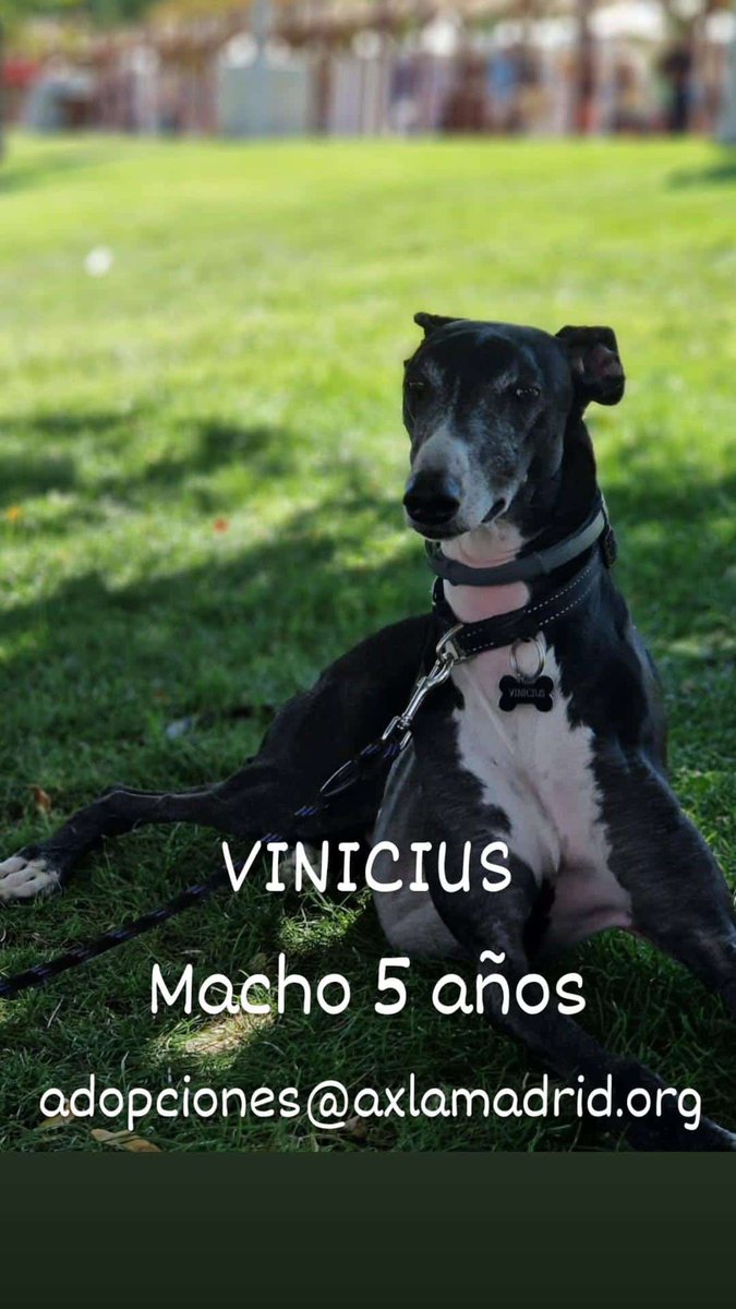 AXLAMADRID's tweet photo. ¿Qué han visto en el pasado? Dolor, abandono, crueldad... o quizá sólo la imagen del ser despreciable que les tenía, aunque para ellos fuera el ser más amado que tenían.

Son nobles y bondadosos, y adoran la mano del ser humano, aunque muchas veces no sea lo que merecen.

🧵⬇️ https://t.co/ld5kpxS9UU