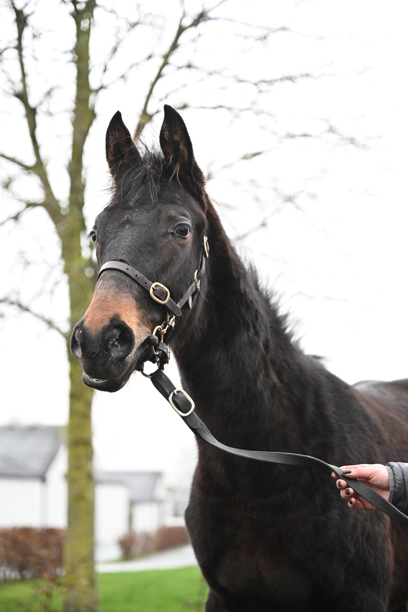 Tattersalls Ireland tweet media