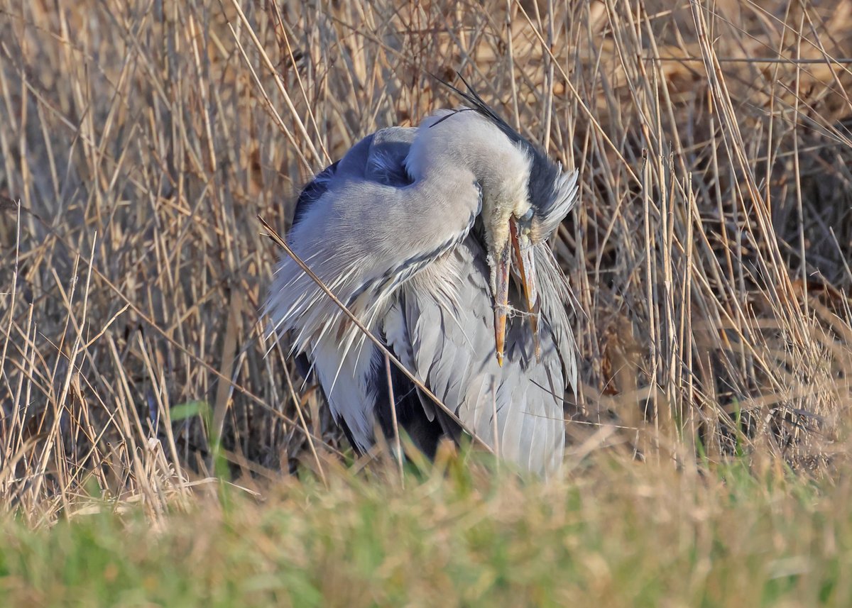 MarkHowarth123's tweet photo. @Blacktoft_Sands rarely disappoints @Natures_Voice @BBCSpringwatch Goldeneye, Grey Heron, Mute Swan &amp; Shoveler https://t.co/uQVfRHpjRA