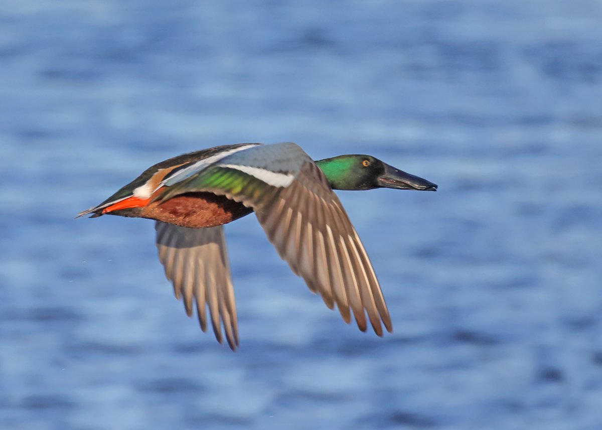MarkHowarth123's tweet photo. @Blacktoft_Sands rarely disappoints @Natures_Voice @BBCSpringwatch Goldeneye, Grey Heron, Mute Swan &amp; Shoveler https://t.co/uQVfRHpjRA