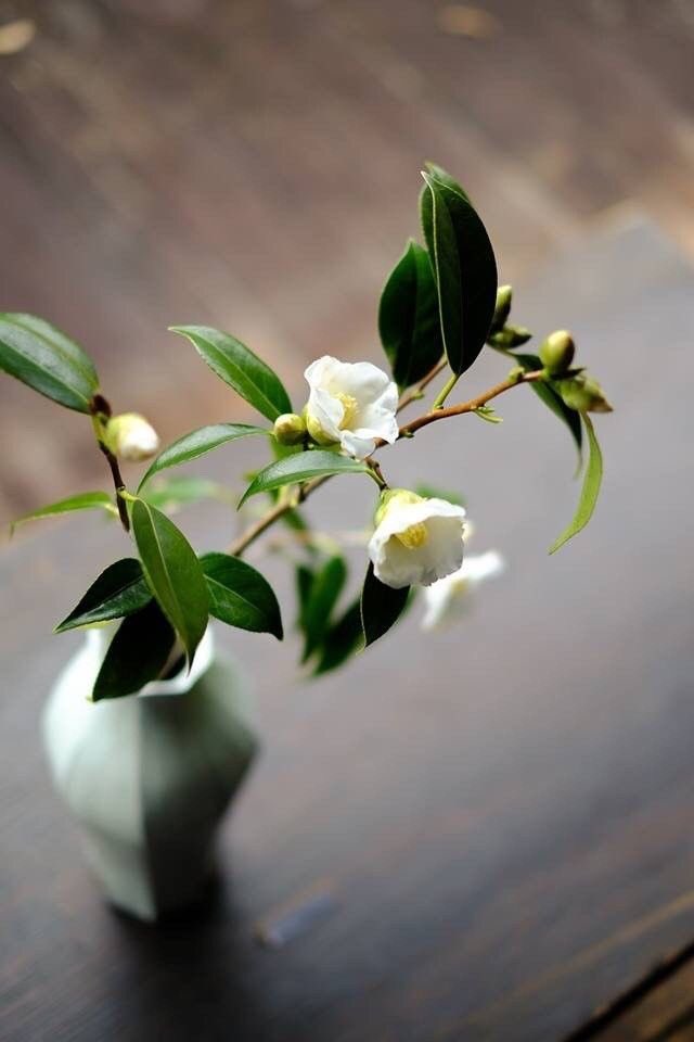 如染香人  身有香氣
此則名曰  香光莊嚴

老菩薩佝僂拄著拐杖
邁著極小蹣跚碎步在斑馬線上
眼看就要被不絕車流吞噬
在老菩薩魂神跌落柏油路前
年輕女孩和中年男子快步上前
他們一把扶著她抖顫身軀
只見男子架起老菩薩輕抵彼岸
爾後便消失在街頭熙嚷

多雲未雨午後
鼻間總有輕香飄過…
