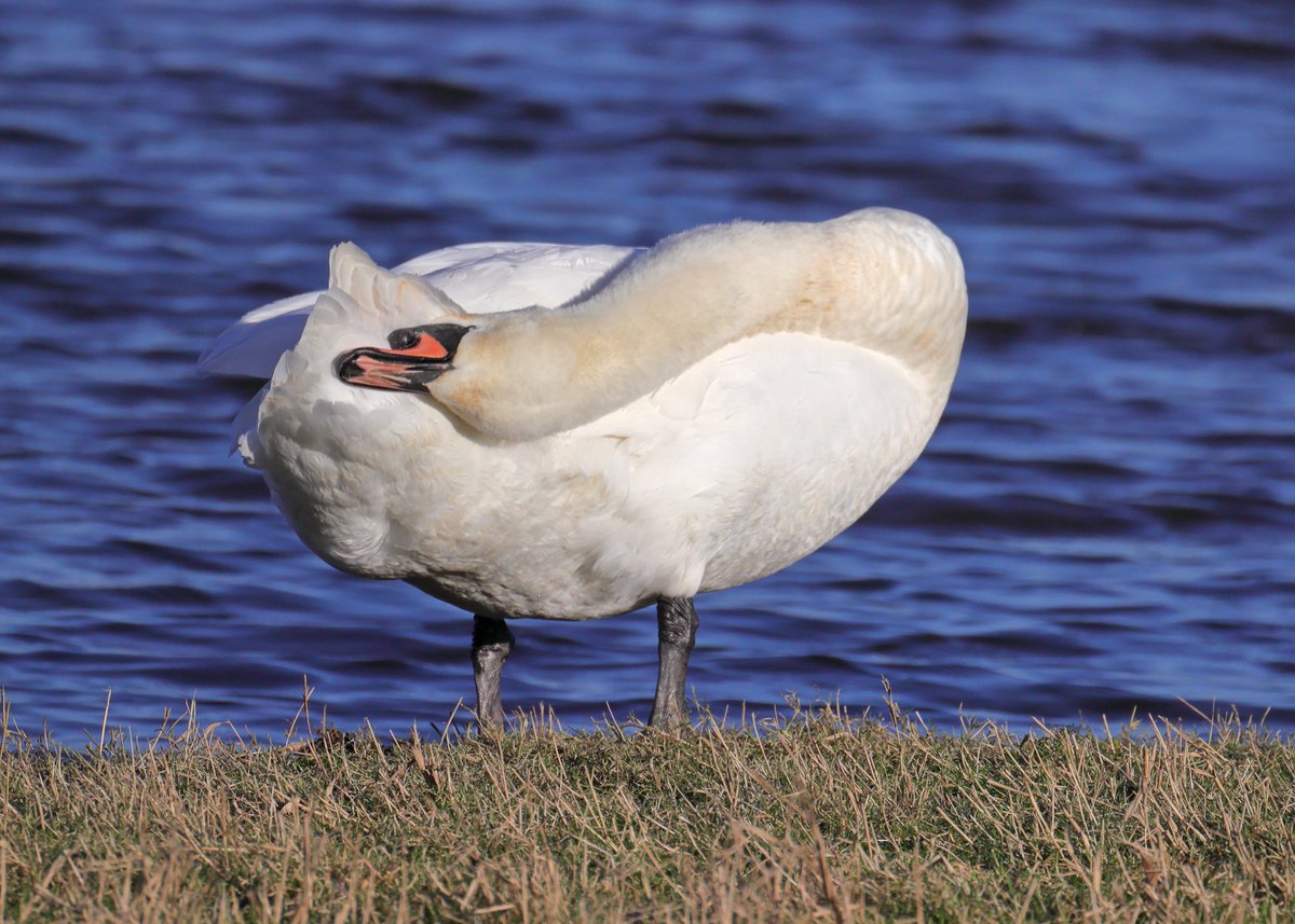MarkHowarth123's tweet photo. @Blacktoft_Sands rarely disappoints @Natures_Voice @BBCSpringwatch Goldeneye, Grey Heron, Mute Swan &amp; Shoveler https://t.co/uQVfRHpjRA