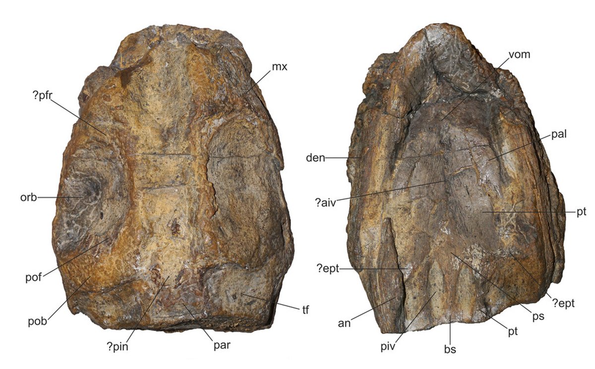 dinosven's tweet photo. Our reassessment of Lusonectes sauvagei, a plesiosaur from the Lower Jurassic of #Portugal, was published yesterday in PeerJ.
Lusonectes was originally described as a plesiosauroid closely related to Microcleidus. 1/4
#paleontology https://t.co/M2EuEDnSwT