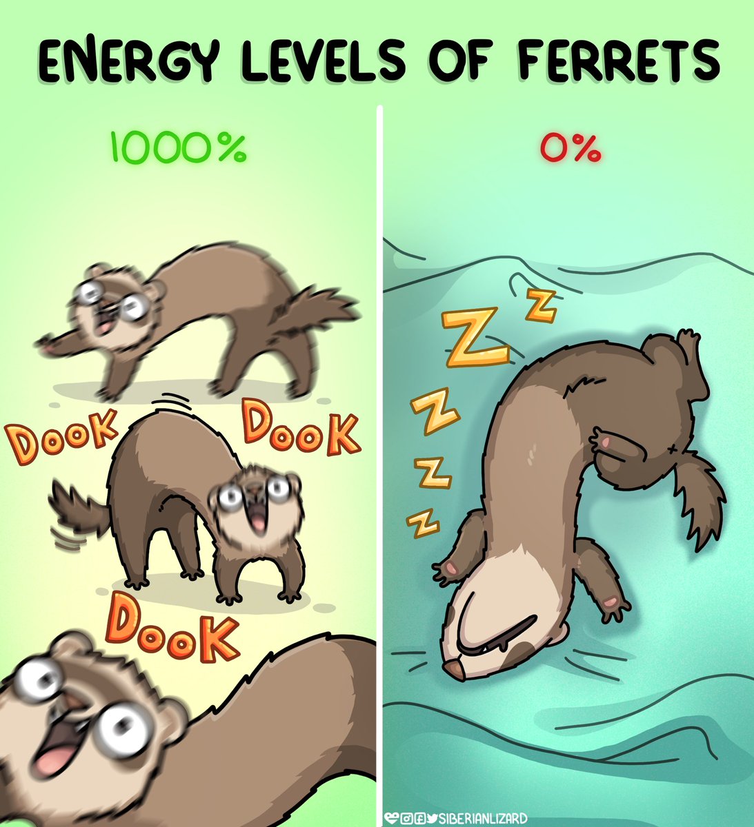 siberianlizard's tweet image. Either one or the other, just like my adhd brain... #ferrets