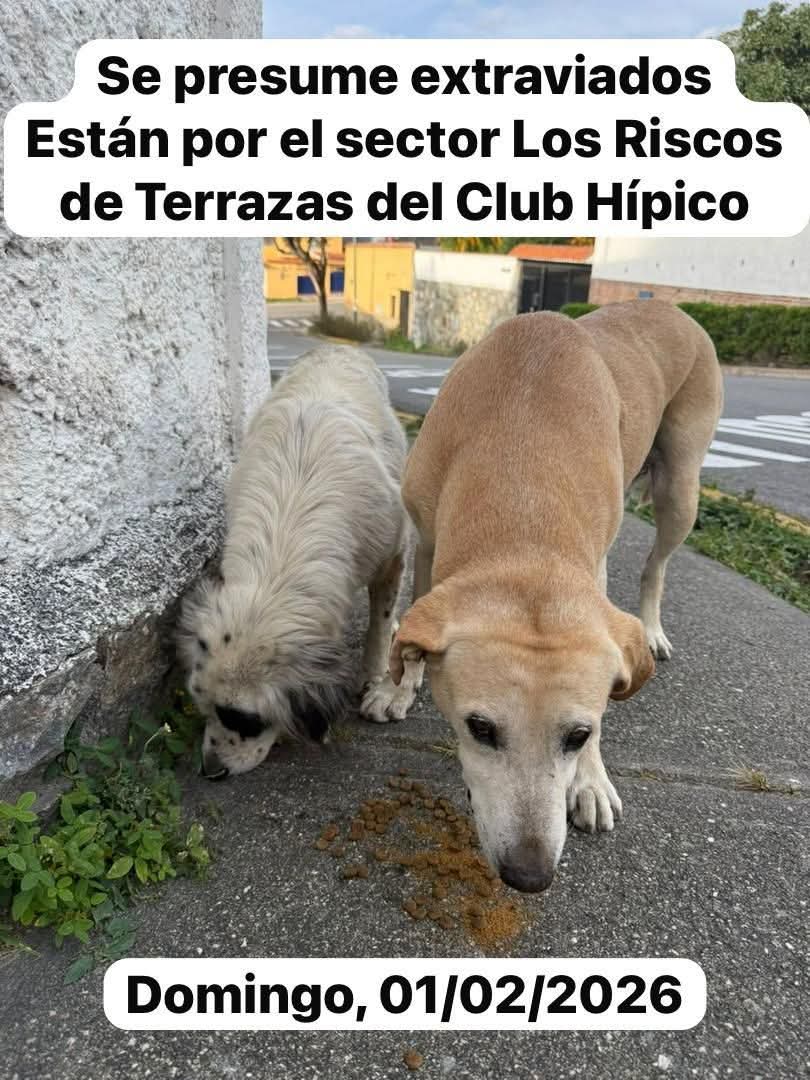 EXTRAVIADOS. Buscan a su familia humana