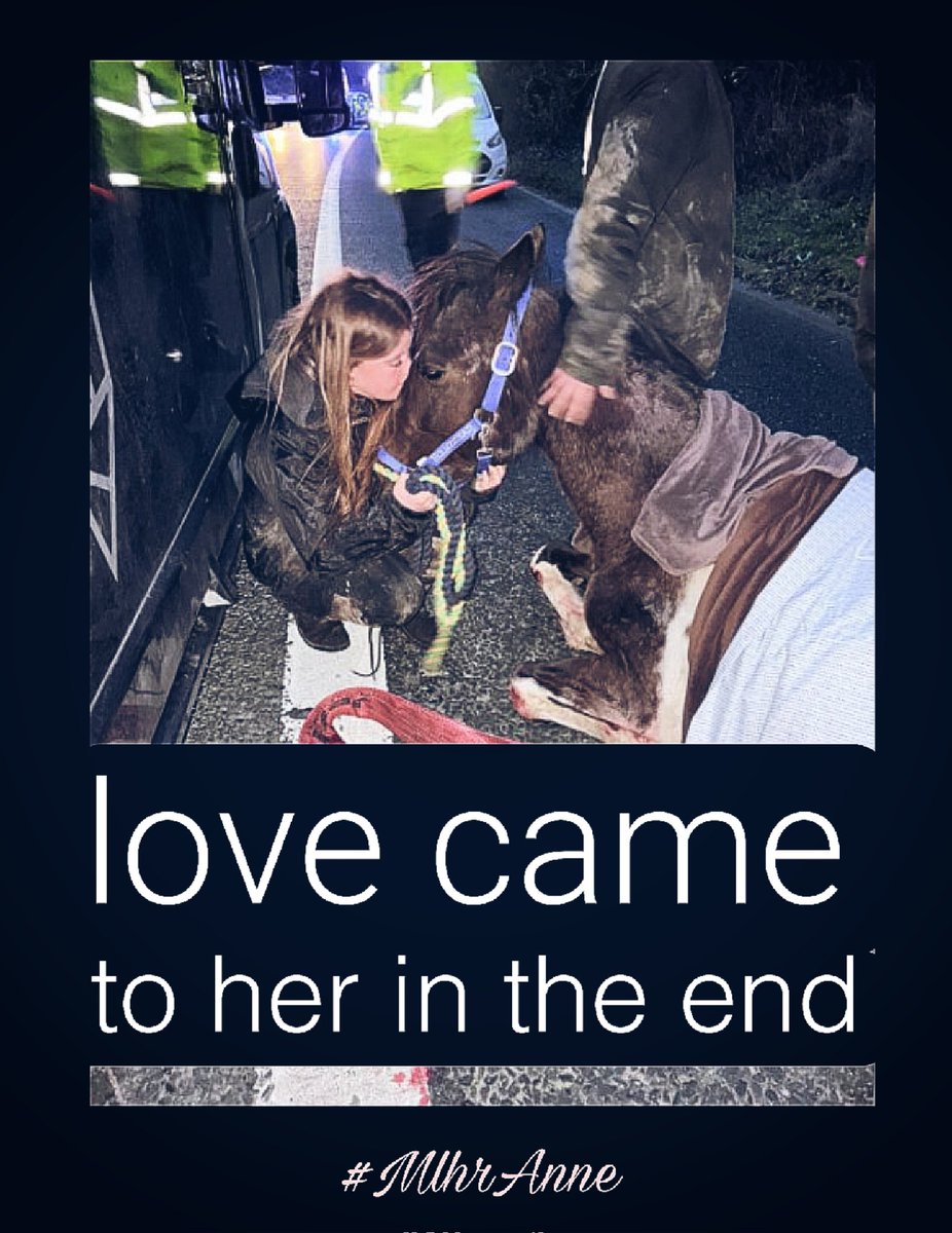 catlowry54's tweet photo. Sign for #Anne & her unborn foal. #bansulkyracing #forgottenhorses #MLHR
https://t.co/hjrUScH4Dp https://t.co/KOxA2cYqL3