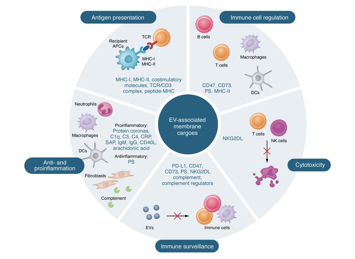 Did you know how important extracellular vesicles are in autoimmune diseases? <a href="/jclinicalinvest/">Journal of Clinical Investigation</a> a new review 
jci.org/articles/view/…