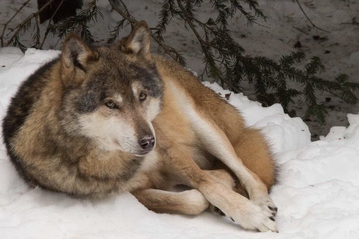 jackwolfewolves tweet picture