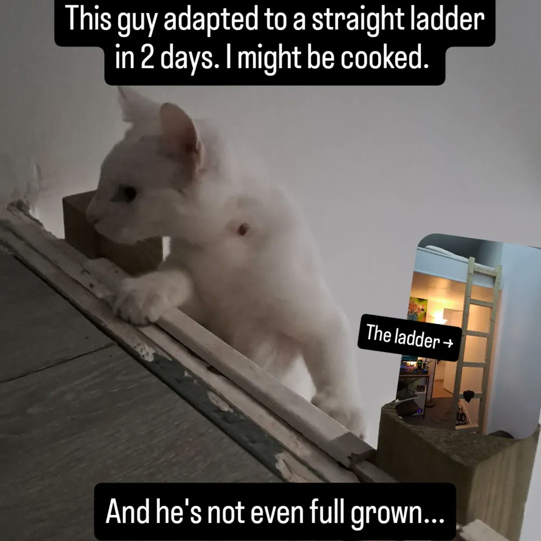 Imperialis tweet media