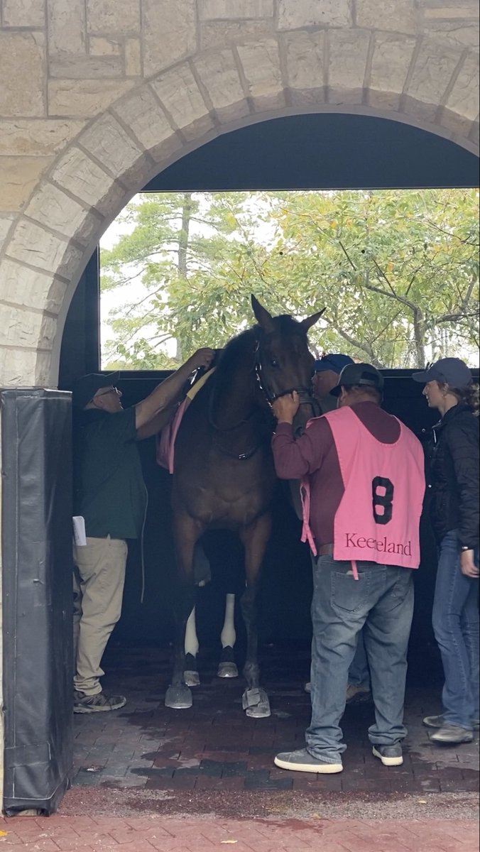 Amplify Horse Racing tweet media