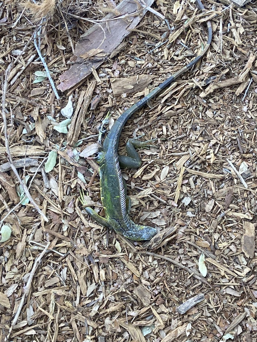 UNO_NOGAMES's tweet photo. Florida cold hits different. Iguanas falling out of trees and it’s 67° outside. https://t.co/pa0hEQqGlB