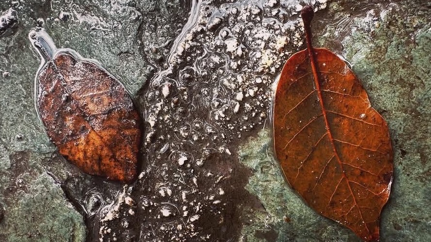 Heather E Heying tweet media