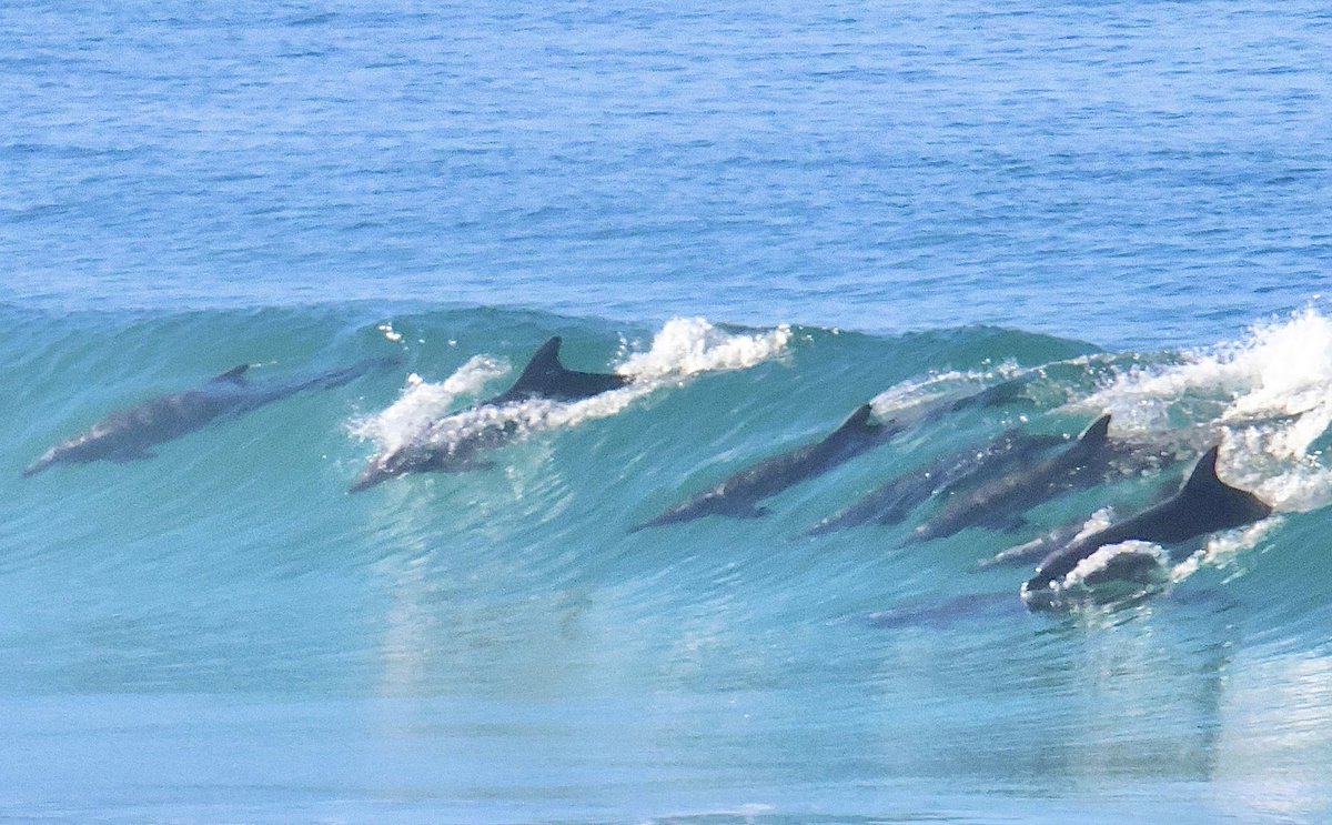 Dolphin surfing contest off the coast of Carlsbad! Photo courtesy of Manuel Morales. #ManuelMorales #dolphins #surfing #carlsbad #sandiego 😯💯👍