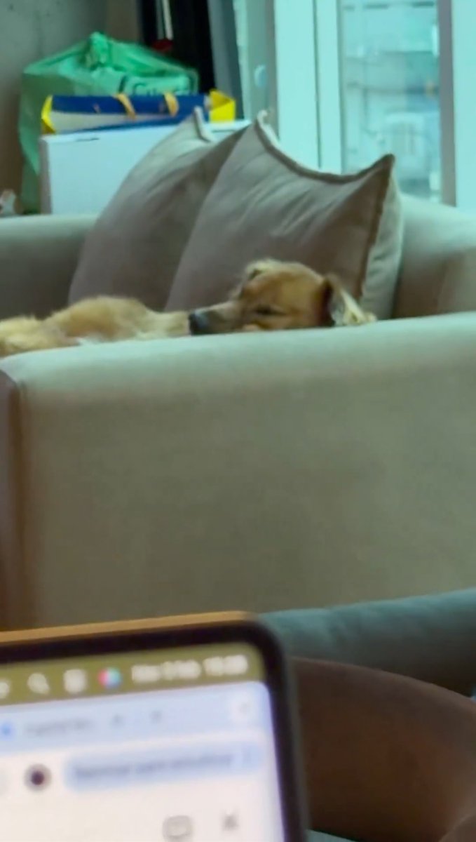 <a href="/cmdeluzu/">cm de luzu</a> Quién es el verdadero jefe duerme donde quiere y a cualquier  hora 🫴🏻😌