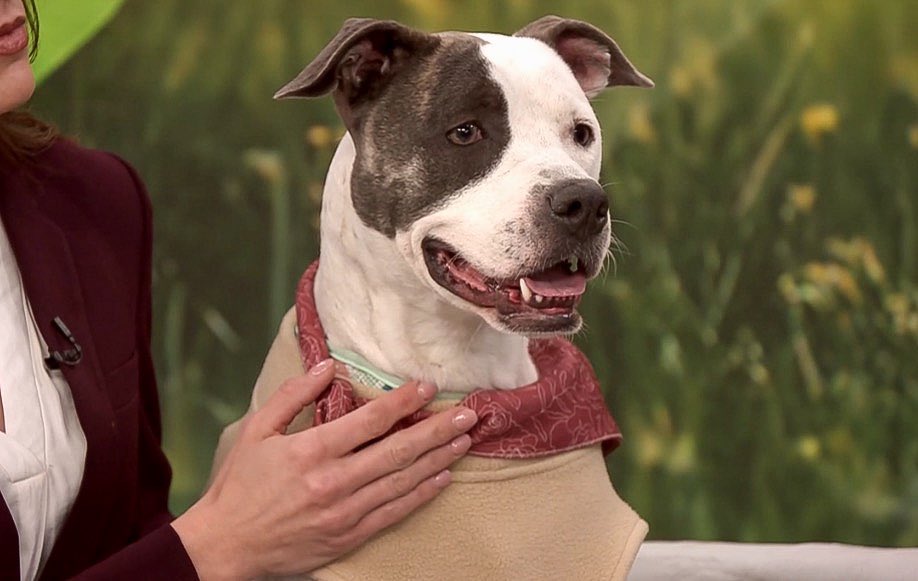 okhumane's tweet image. Adopt Wanda! 
Wanda is 2 y/o &amp;amp; 43lb. Once she’s comfortable, her silly, charming personality shines. Wanda was adopted from OK Humane as a puppy &amp;amp; recently returned through no fault of her own. Visit the OK Humane Adoption Center (7500 N Western Ave) or 📧 adoptions@okhumane.org