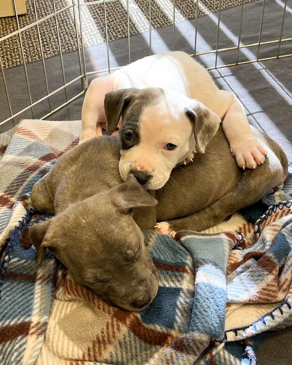 okhumane's tweet image. Adopt Wanda! 
Wanda is 2 y/o &amp;amp; 43lb. Once she’s comfortable, her silly, charming personality shines. Wanda was adopted from OK Humane as a puppy &amp;amp; recently returned through no fault of her own. Visit the OK Humane Adoption Center (7500 N Western Ave) or 📧 adoptions@okhumane.org