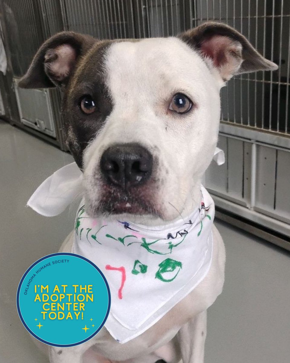 okhumane's tweet image. Adopt Wanda! 
Wanda is 2 y/o &amp;amp; 43lb. Once she’s comfortable, her silly, charming personality shines. Wanda was adopted from OK Humane as a puppy &amp;amp; recently returned through no fault of her own. Visit the OK Humane Adoption Center (7500 N Western Ave) or 📧 adoptions@okhumane.org