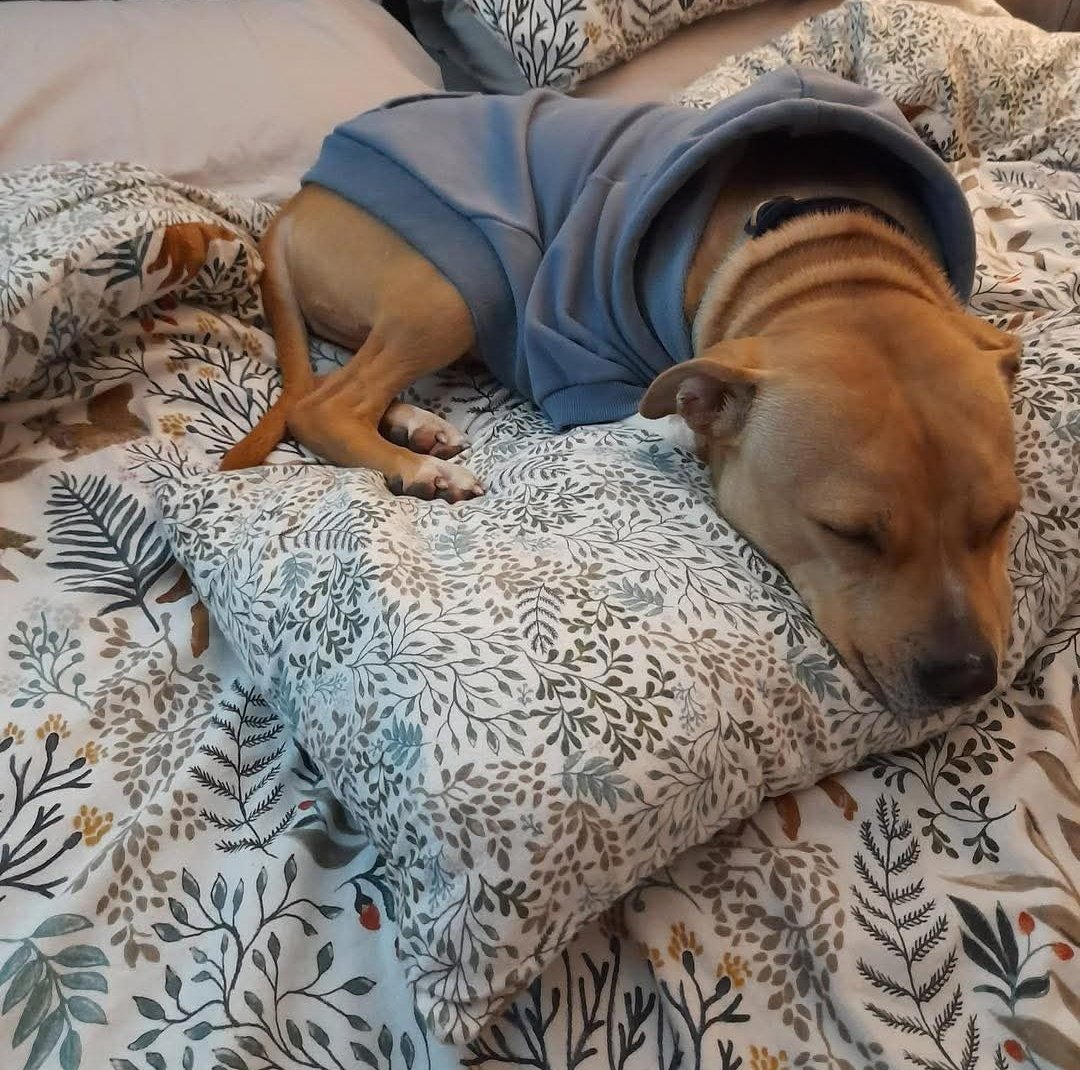 SeniorStaffy's tweet image. Goodnight from me, Baxter. If you’d like me to try out your bed and take it over, you can read more about me at the link below.

Just think of the heating bills you could save on with me snuggled next to you! 

Goodnight 💕🐾

seniorstaffyclub.co.uk/adopt-a-staffy… #teamzay #AdoptDontShop ❤️❤️