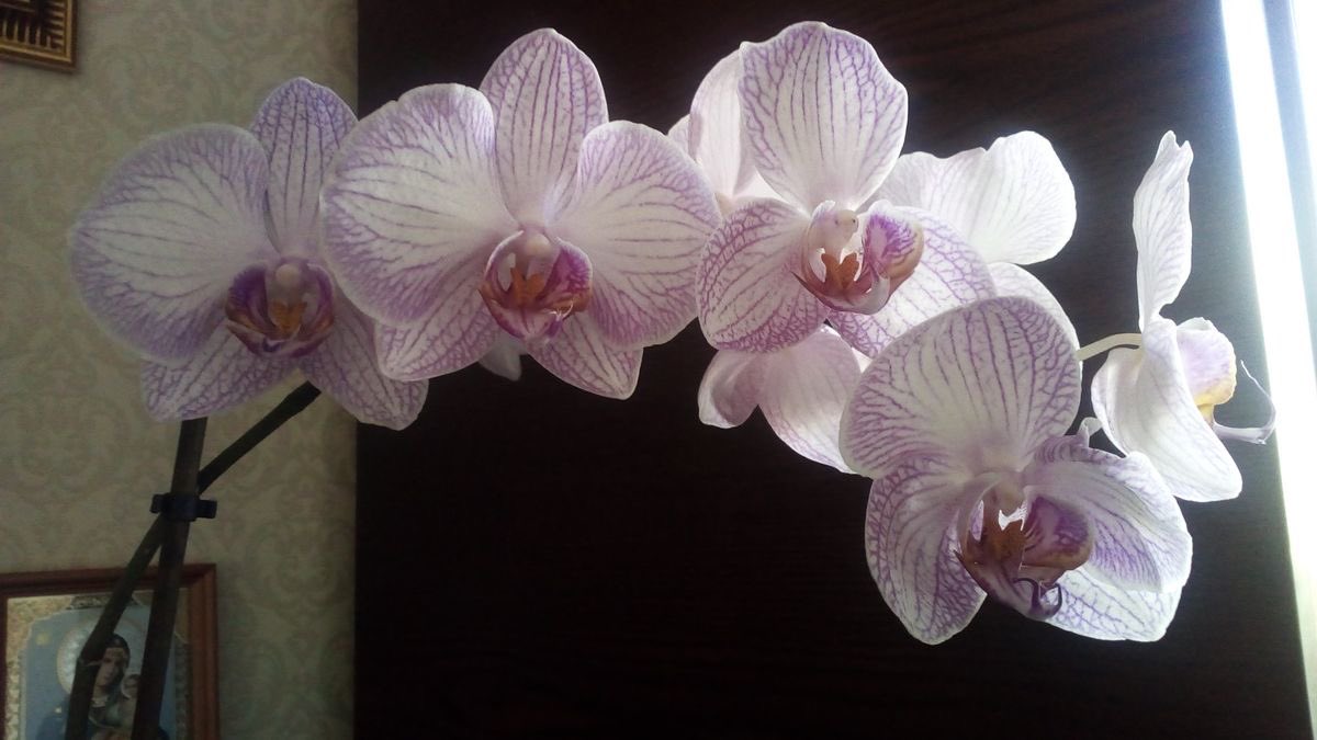 prtygal777's tweet image. Orchid