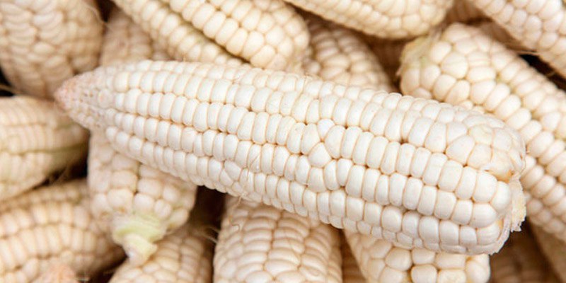 Alianza institucional logra primer lote de maíz Turén 2000 para fortalecer la siembra en Apure

Leer más ➡️ tinyurl.com/8992t77z