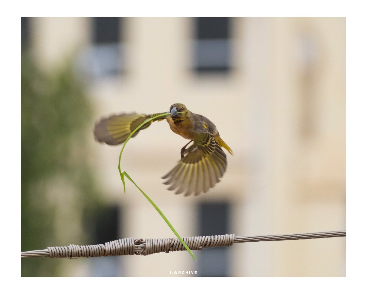 A village weaver collecting building material 🏗️