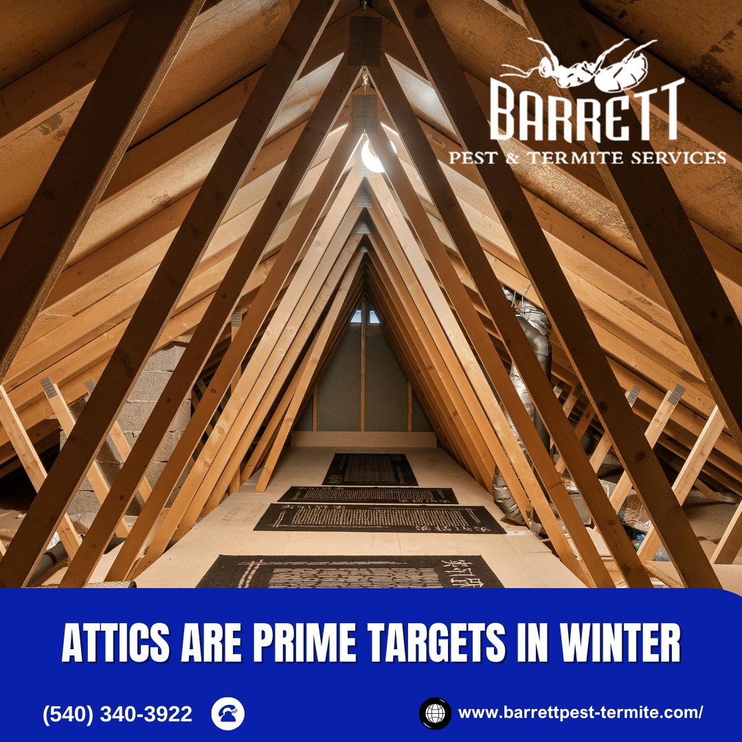BarrettPest's tweet photo. When temperatures drop, rodents look for one thing: warm, quiet shelter. That’s why attics become a favorite nesting spot undisturbed, insulated, and close to food sources inside your home. Schedule a consultation before a small problem becomes a big one
https://t.co/XhshktnWUI https://t.co/Em1AL4KiX4