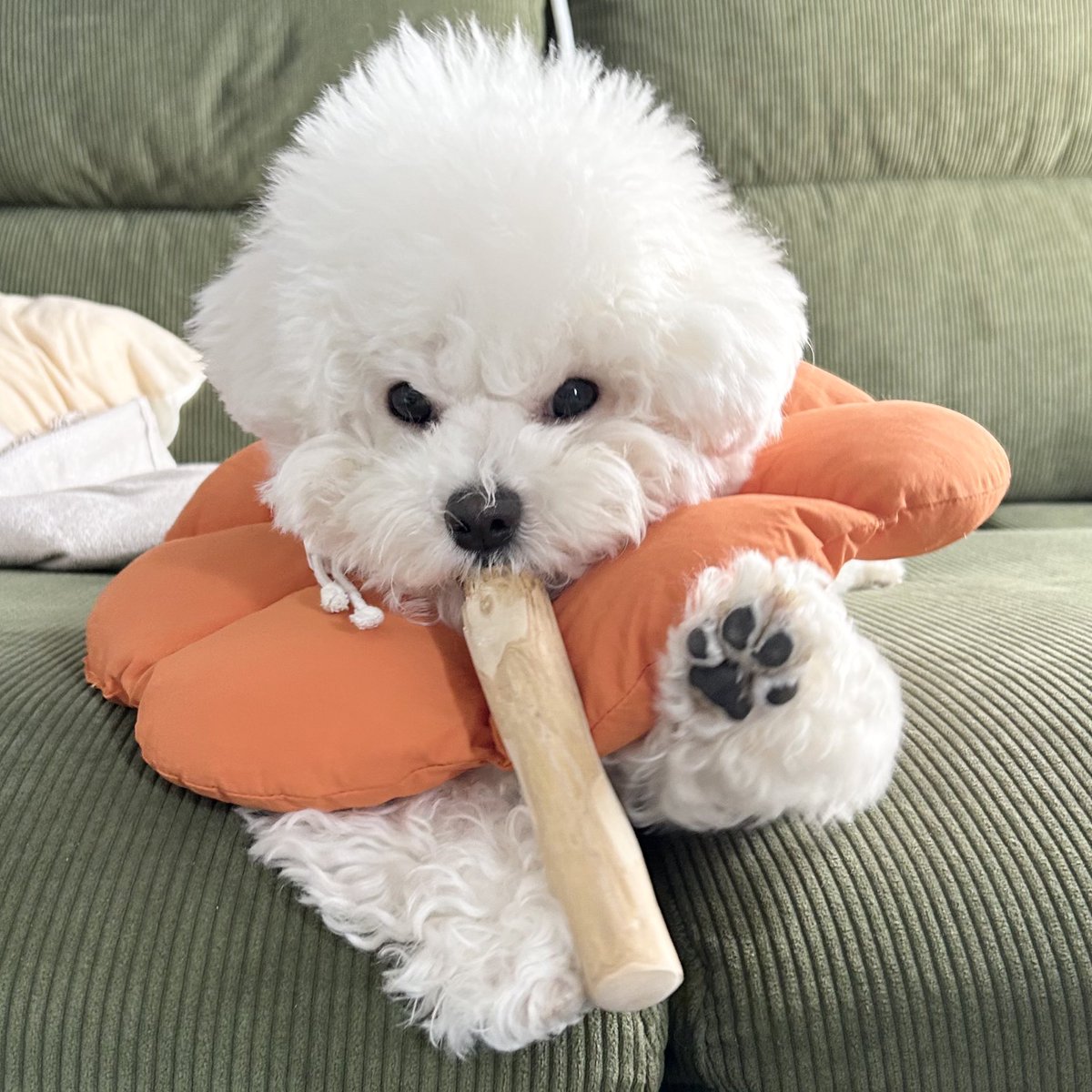 ふわんわん🐶ﾝﾜ~ (@_fuwanwan) / Posts / X