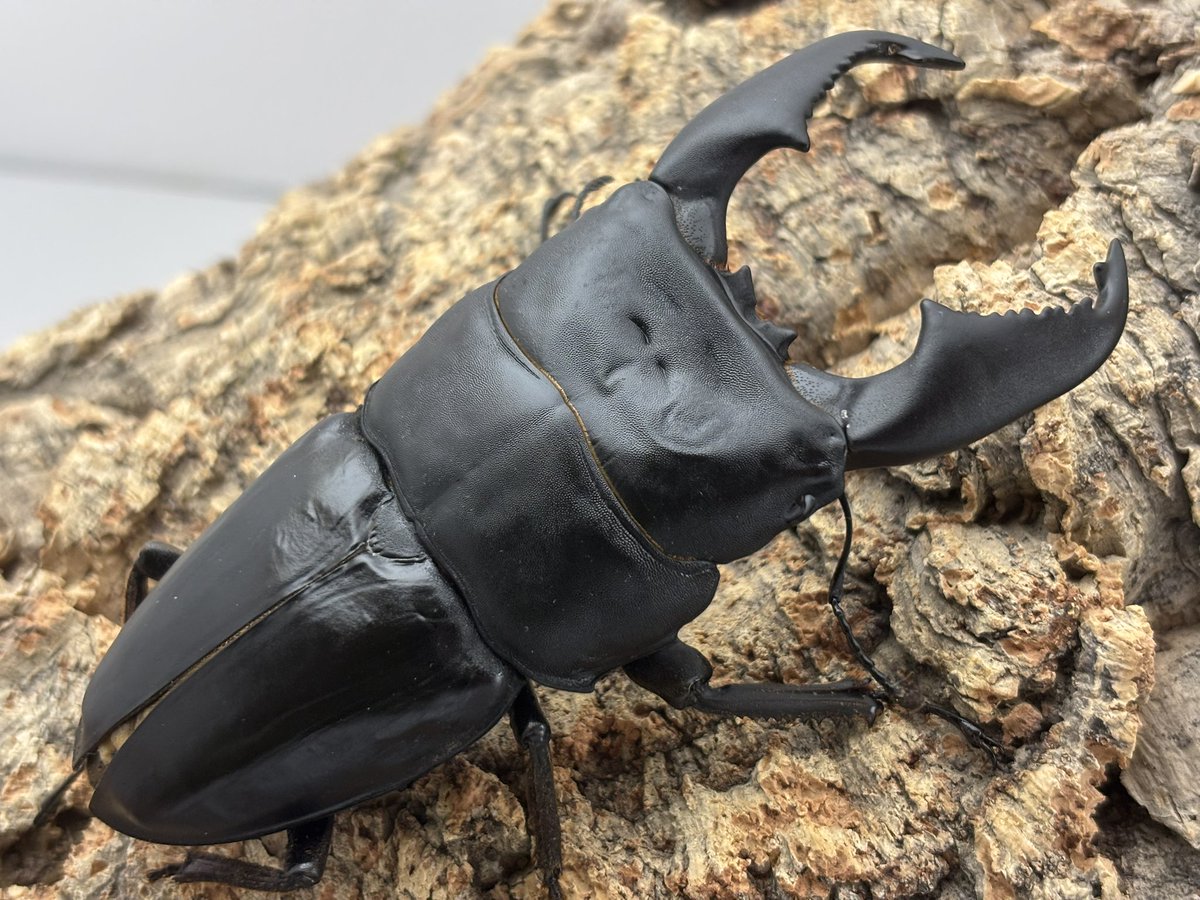 becky (@becky_insect) / Posts / X