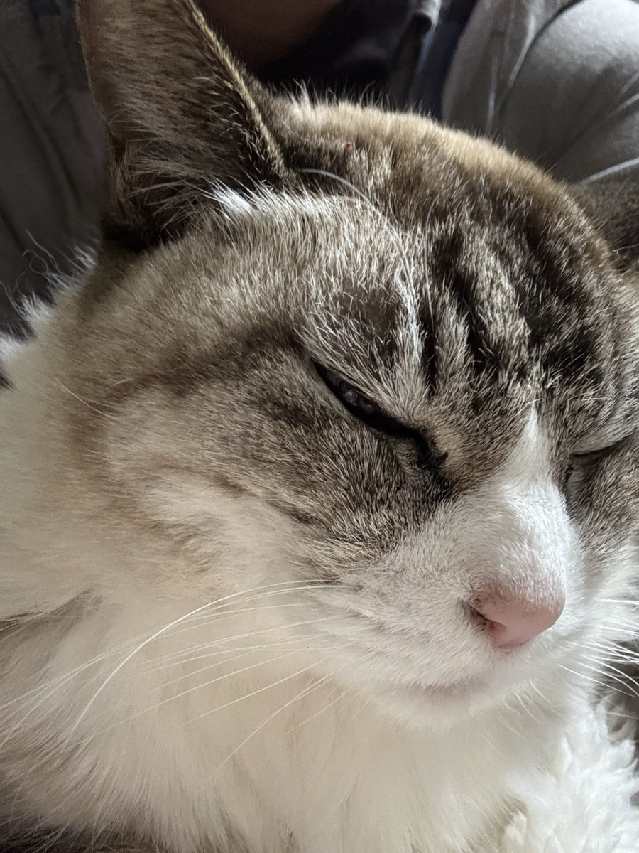 アイコンにしているねこは、王様の実家のねこで。 名前はナナ。 20年