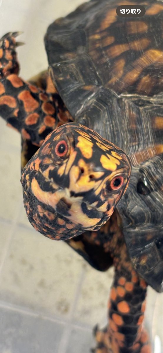 Land-mark tweet media