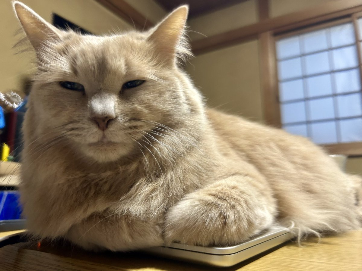 隙間時間にパソコンで作業出来るやん！をことごとく邪魔してくるようになりました。強制再起動のボタンも把握しており…

でも可愛いから許さざるを得ない