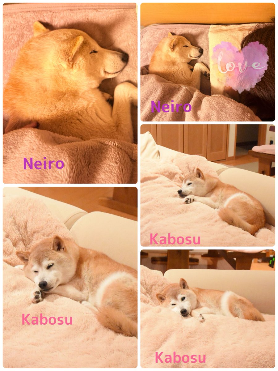 ブログを更新しました🆙

こんな寝顔を見たら、
もう何もいらない💓

かぼすちゃんとおさんぽ。

「こんな幸せってある？」

kabochan.blog.jp/archives/55126…