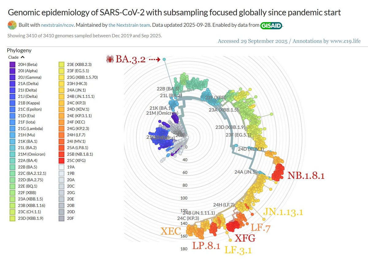 DurianLiftOff's tweet image. We will find ourselves fighting on several fronts, variant-wise, if we aren't already.

Think along dengue lines.

Disasterous.

'Old' screengrab from 29 September 2025 on how the SARS-CoV-2 variant field looked four months ago.

💧 c19.life/genomic-epidem…

#SARS2 #SARSCoV2