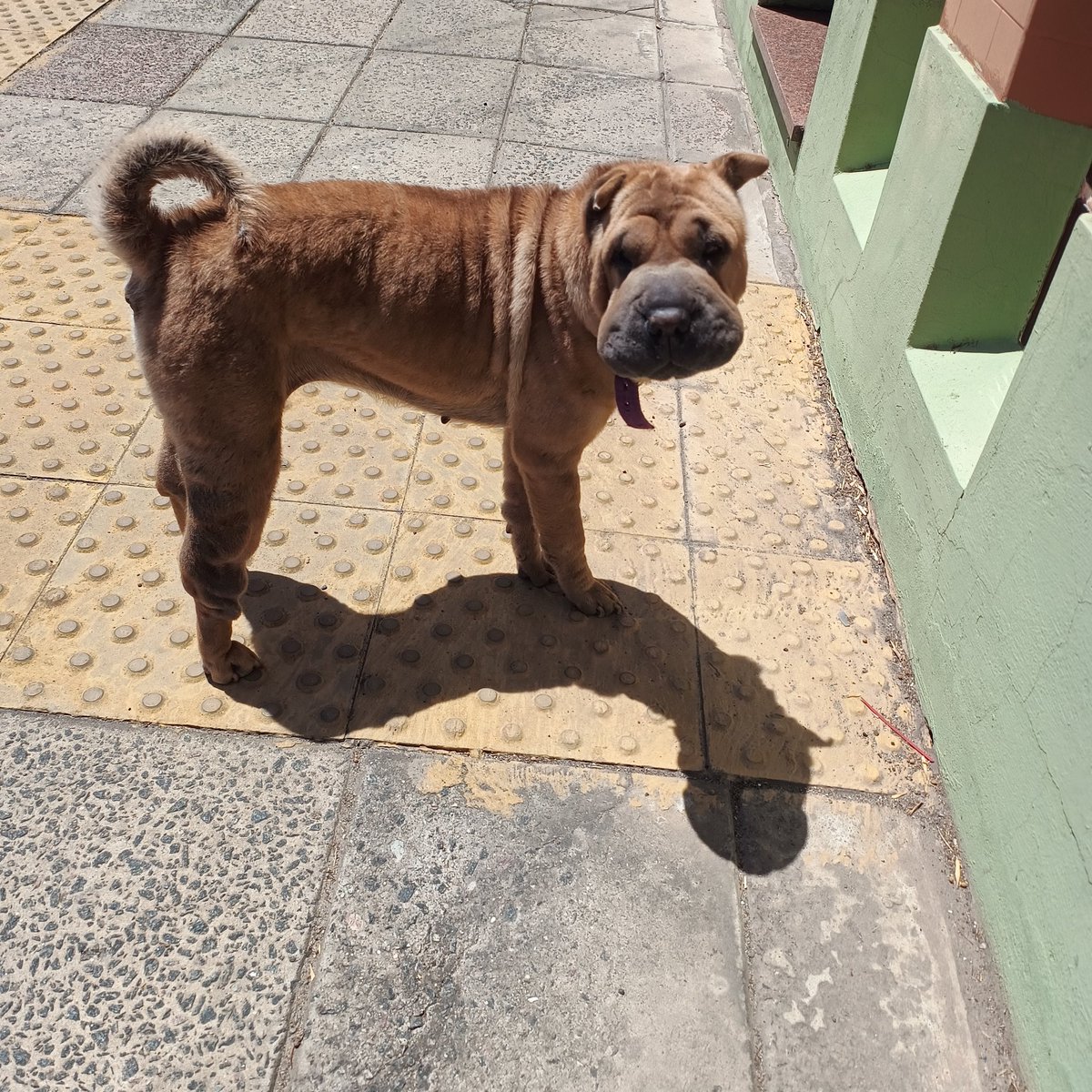 <a href="/RaquelMait/">RAQUEL TERESITA MAITA</a> <a href="/RaquelMait/">RAQUEL TERESITA MAITA</a> 
ESTE ES TU PERRO/A ??? IBA A TRABAJAR  CON UN PLOMERO Y SÓLO PUDE SACARLE FOTO.
BARRIO MONTE CASTRO 
DEAMBULABA POR LA CALLE ***ALCARAZ AL 5200*** , A 2 CUADRAS DE LOPE DE VEGA , ESQUINA PASAJE RENQUE CURA.
<a href="/lagarzasosa_/">Puchi</a>
<a href="/salvinamusica/">LaReinaDeLosHurones🇺🇦</a> 
DIFUNDAN POR FAVOR