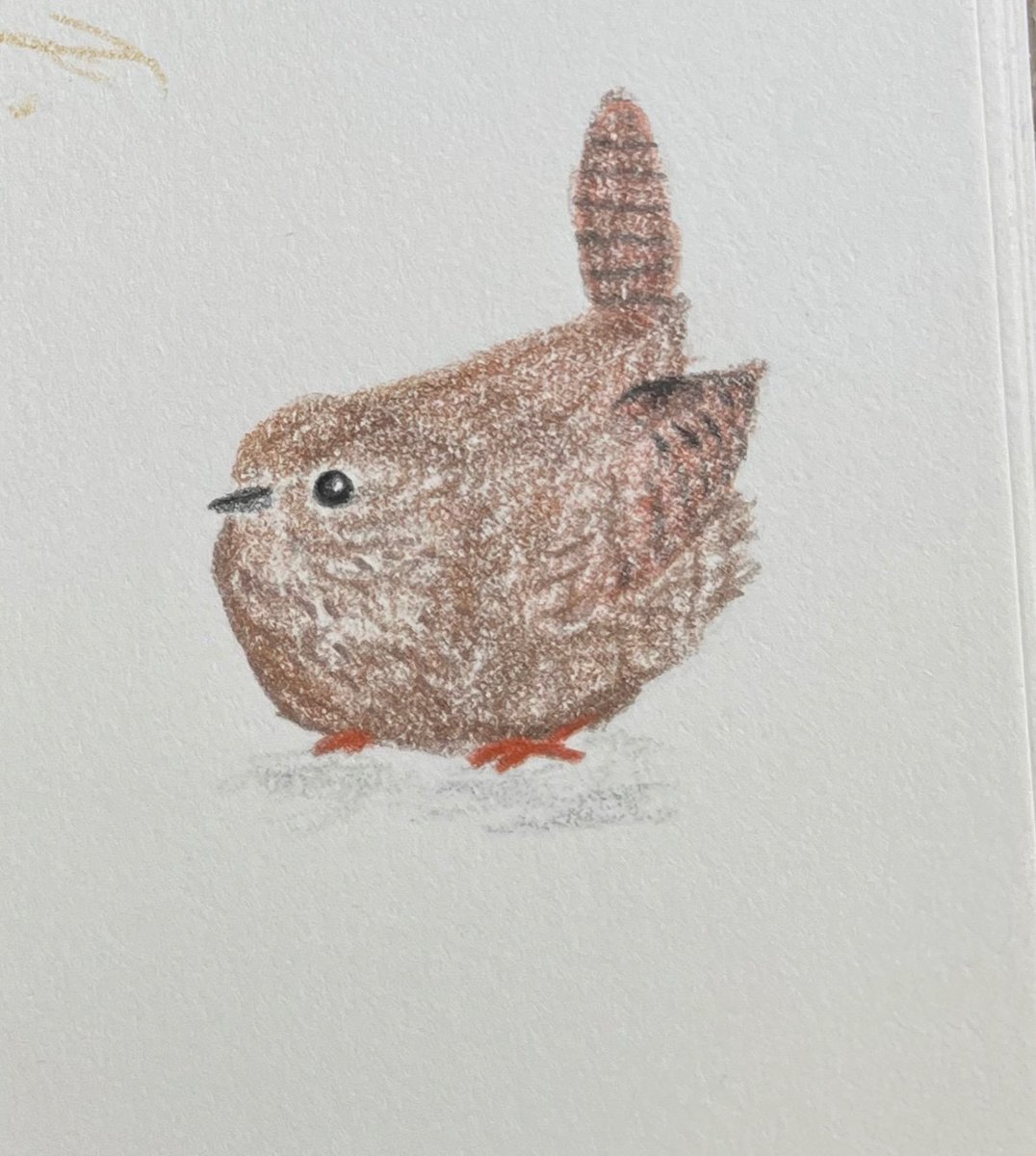 alicehattan's tweet photo. winter wrens https://t.co/9JebSb1xcb