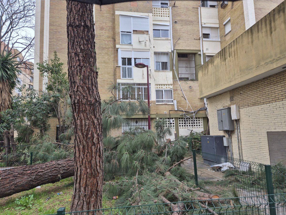 <a href="/jlsanzalcalde/">José Luis Sanz</a> <a href="/EmergenciasSev/">Emergencias Sevilla</a> <a href="/Ayto_Sevilla/">Ayuntamiento de Sevilla</a> Los servicios municipales ni están ni se les esperan. Esto está así desde ayer,¿cómo pensáis gestionar la #BorrascaLeonardo si no sabéis recoger unos árboles?
¿Pensáis dejarlo para siempre,o hasta que ocurra una desgracia?
#Pinomontano #SevillaHoy #SevillaEnMarchaAtrás