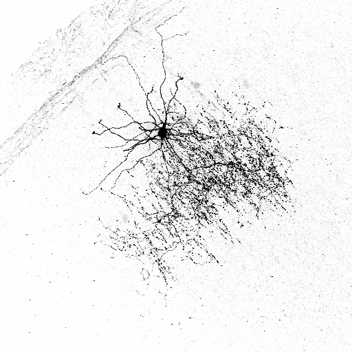 Ethan Goldberg tweet media