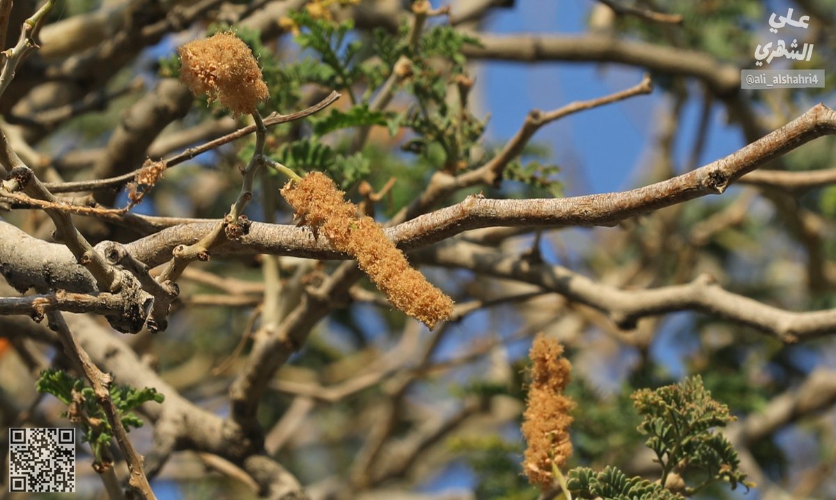 علي بن أحمد الشهري | Ali ALShahri tweet media