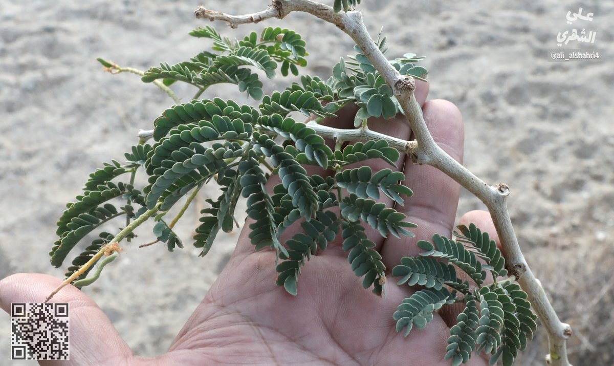 علي بن أحمد الشهري | Ali ALShahri tweet media