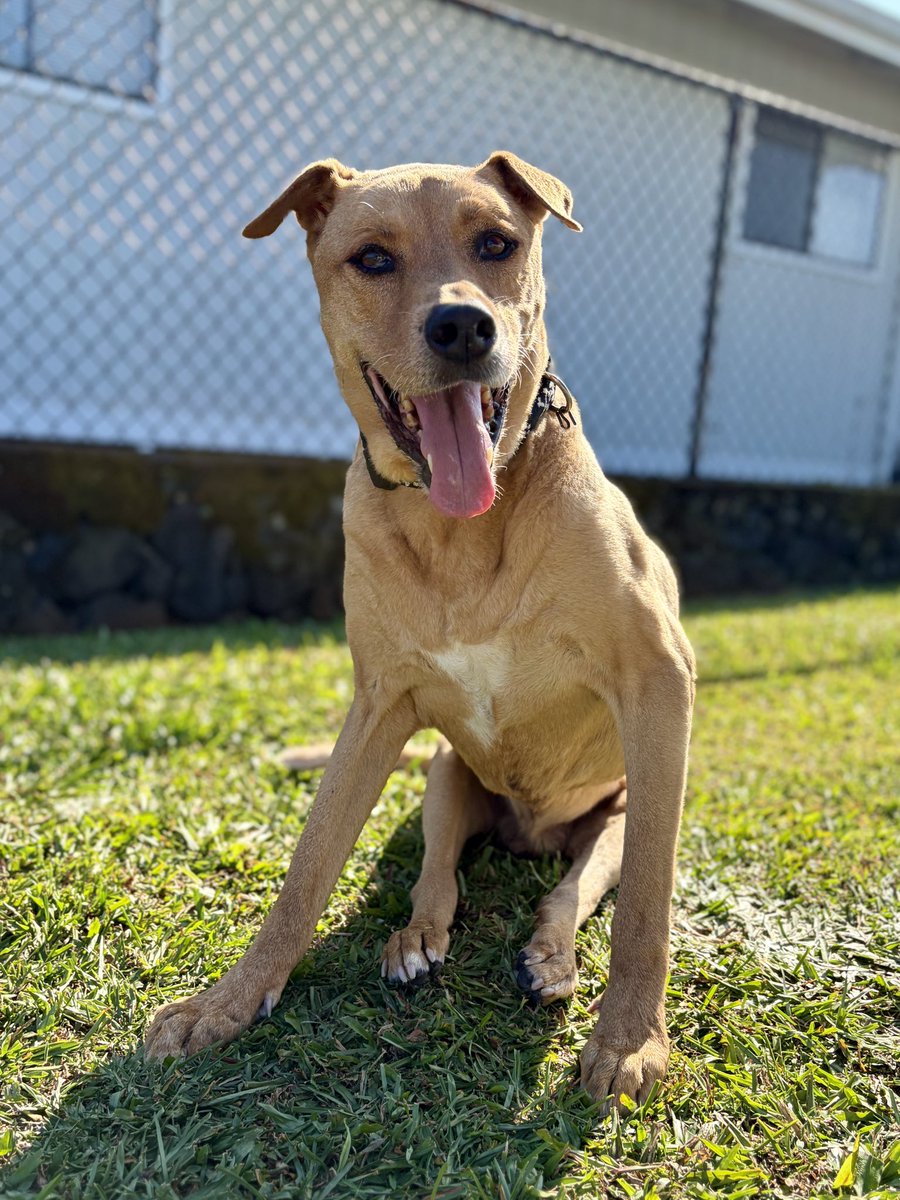 Chad H. Okinaka tweet media