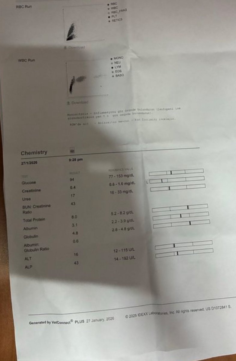 Arkadaş günlerdir tweet atıyor sesini duyuramıyor. Kedi çok zor durumda çok zor nefes alıyor. Herhangi gönüllü bir veteriner bulabilirsek çok iyi olur
<a href="/yusufosmanyetis/">𐱅𐰇𐰼𐰚</a> 
#SokakHayvanlarıSahipsizDeğil