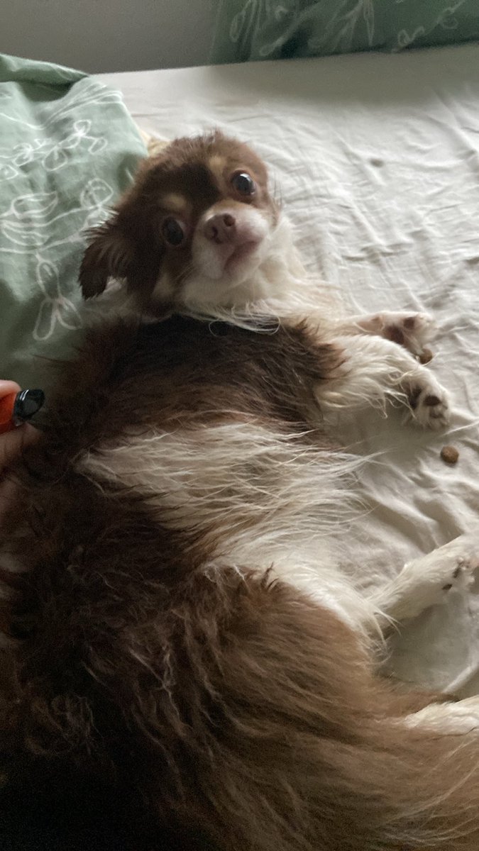 Bonjour ! J’ai trouvé un chihuahua ce matin en sortant mon chien. Il était sur le Ravel à Saint-Servais. Il est pucé avec un numéro belge, mais quand on appelle on est transféré sur un numéro français. Message vocal laissé et pas de nouvelles. Il a 9 ans et s’appelle Mao. On peut