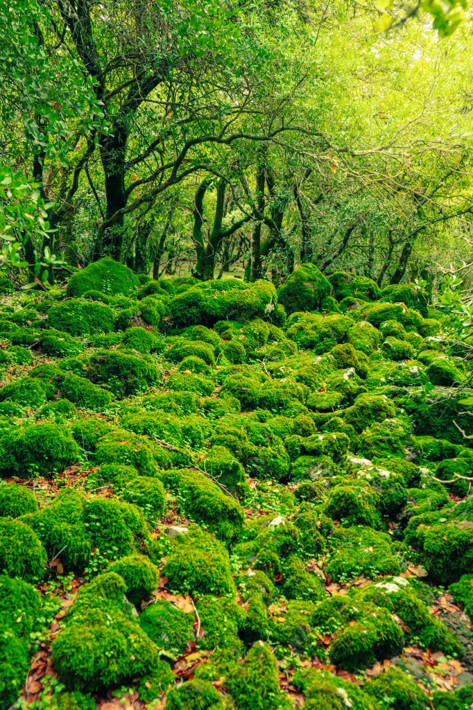 joseveyn's tweet photo. El bosque encantado y enbrujsdos del reino de los cielos.. Pequeña càpsula de la sabiduria. שבוע טוב רבי עקיבא בין ישראל הביתה יוסף בין אחי בסייד חברים עם ישראל חי https://t.co/C2WmZehrqF