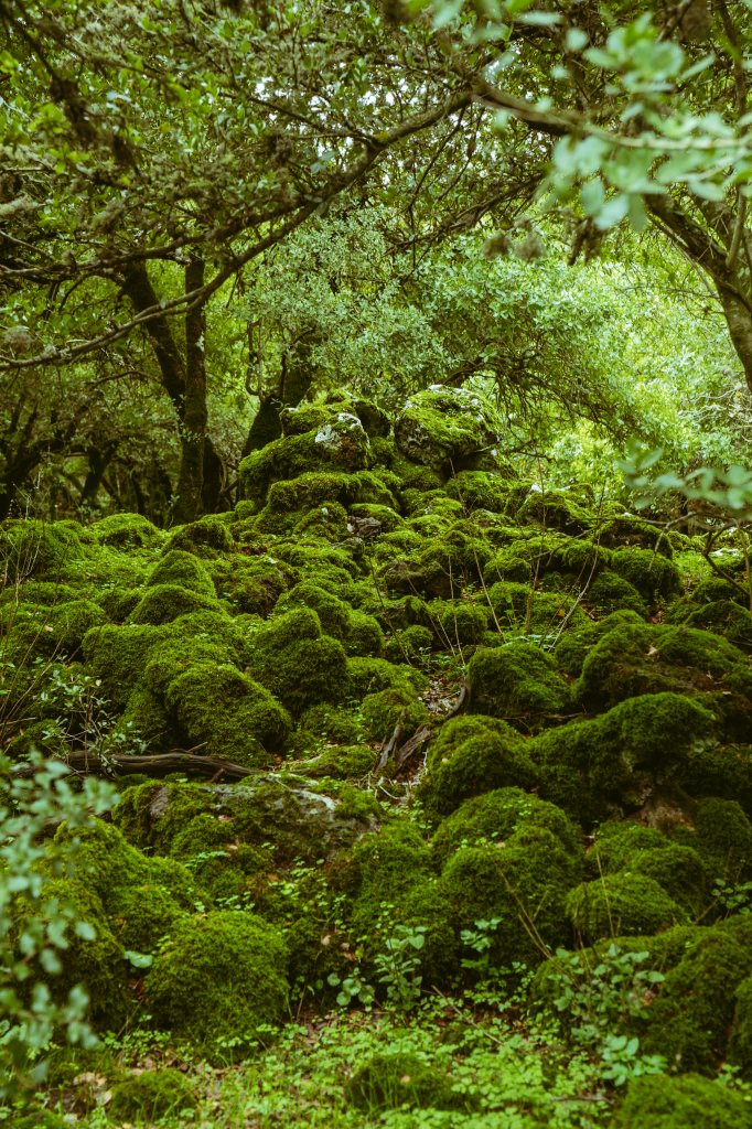 joseveyn's tweet photo. El bosque encantado y enbrujsdos del reino de los cielos.. Pequeña càpsula de la sabiduria. שבוע טוב רבי עקיבא בין ישראל הביתה יוסף בין אחי בסייד חברים עם ישראל חי https://t.co/C2WmZehrqF