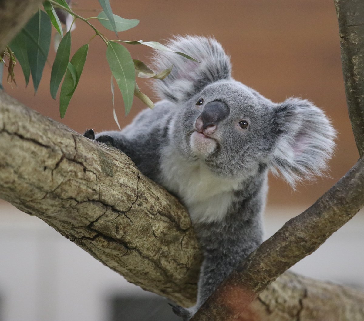 さちちゃん✨

#コアラ　#さち
#埼玉県こども動物自然公園