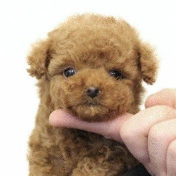 🧷⁶⁶ (@ohpin66) on Twitter photo 