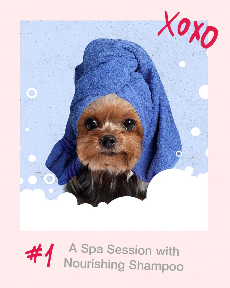 FourPawsBrand's tweet photo. It's #NationalDoggieDateNight! 🐾💕 What special plans do you have with your best friend? (Need inspo? Swipe through for some ideas!)

#FourPawsProducts #petparent #dogparent #doglife #ilovemydog https://t.co/LGp4v4wX2K